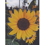 falls friends/fan group!
