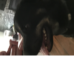 Doggie magic