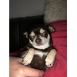 Lovedogs1234