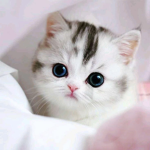 Ema cat