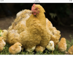 #chicken club#
