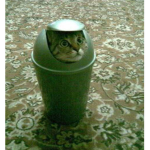 scrap katt frens