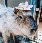 The capybara’s love, lettuce