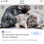 #rat army feel free to join