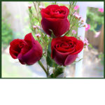 ~Rosie Roses~