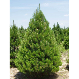 Experience Pine Trees