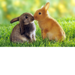 Cute Animals! <3