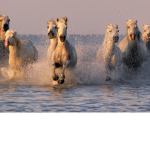 Horse fans :)
