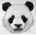 Panda4etkiy