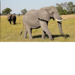 Amazing elepha