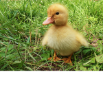 ~Quack club~