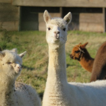 Waffle Llama Army
