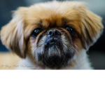 I Heart Doges (please join my group :P)