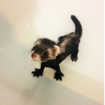 ¡Ferret Gang!
