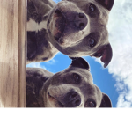 Pugslee club