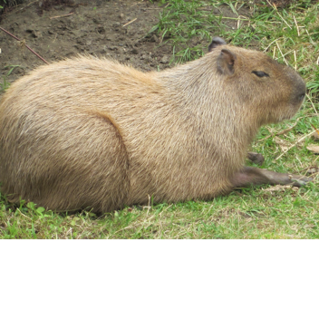 Escape capybara in a cart ride :OOO