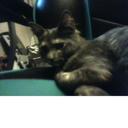kitty hangout (OBBY)