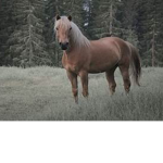 Green Hills Riding Academy!