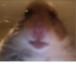 Hampster army!