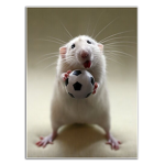 Soccer rats