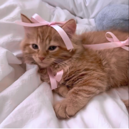 ⋆୨♡୧⋆