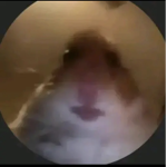 Hamstersforlifecloths