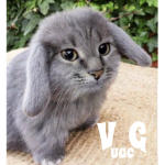 VG UGC