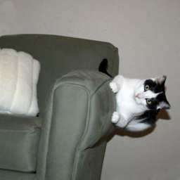 🐱