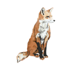 TheStarryFoxes
