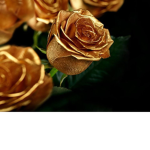 Golden Roses Shine