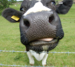 Moooooooooooooooooooooooooooooooooooooooooooooo