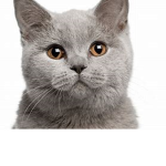 Robots and Cats