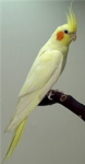 Cockatiel society