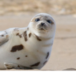 * The Seal Cult *