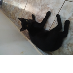Cats gangsta