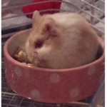 Happy placey