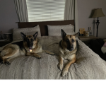 Pennipipermydogs