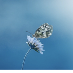 Butterfly Meadow