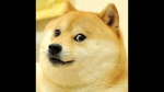 Doge is the king!