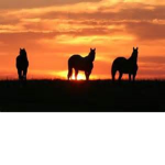 .:Silver Pine Stables:.