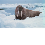 Slimeboy's Walruses