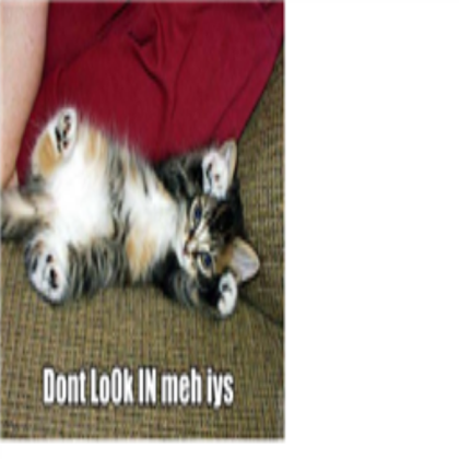 funny cats 4 Roblox decal