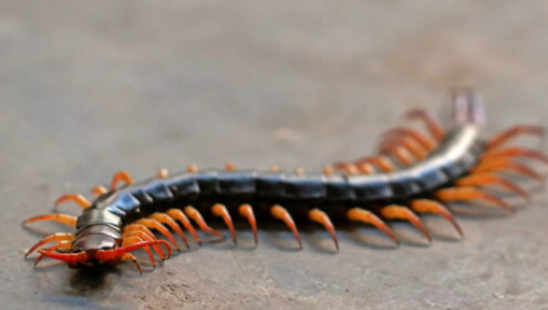 centipode mini boss