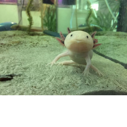 Axolotl Hangout (RELEASE)
