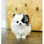 pomskypuppies