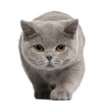 Cat Loverz!