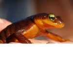 the chill epic newt group