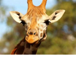 girafa lgl q come banana