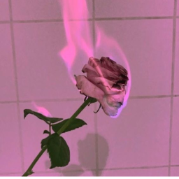 ✧