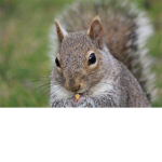 Squirrel' Army